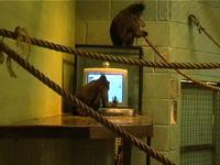 The Infinite Monkey Theorem