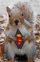 Squirrels on crack