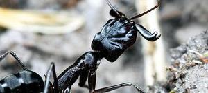 Trap Jaw Ant