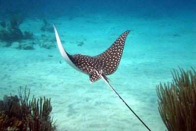 Stingray