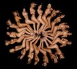 Models exposed their naked bodies in a photoshoot